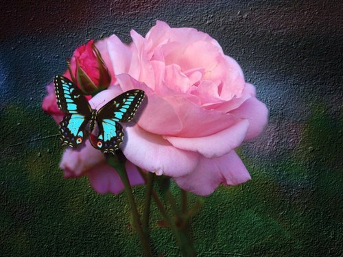 The Rose and the Butterfly